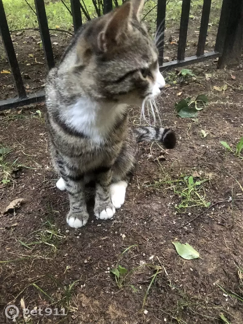 Кот на передержке: Бирюлёвская улица, 31 к1, Москва | Pet911.ru