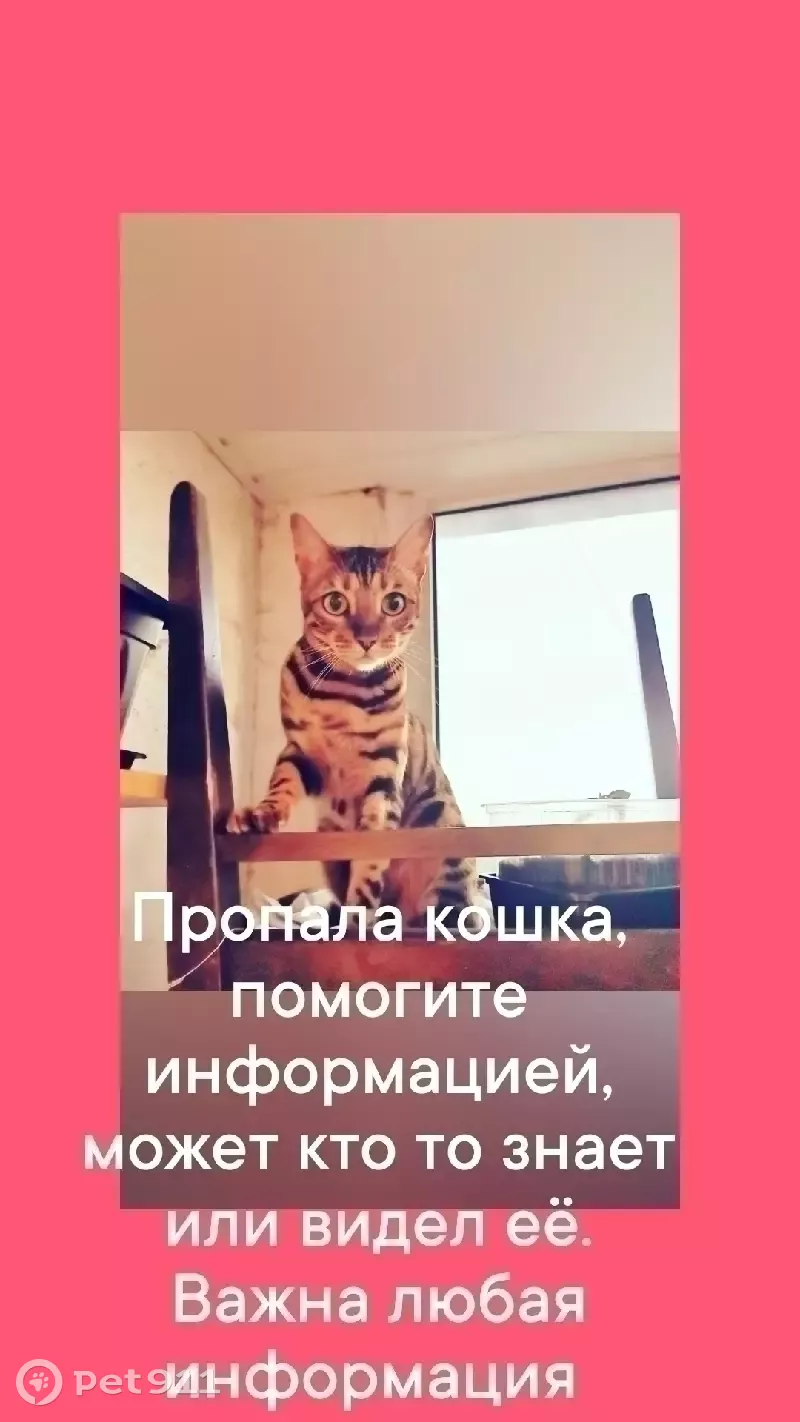 Пропала кошка на Каширском шоссе, Москва - photo