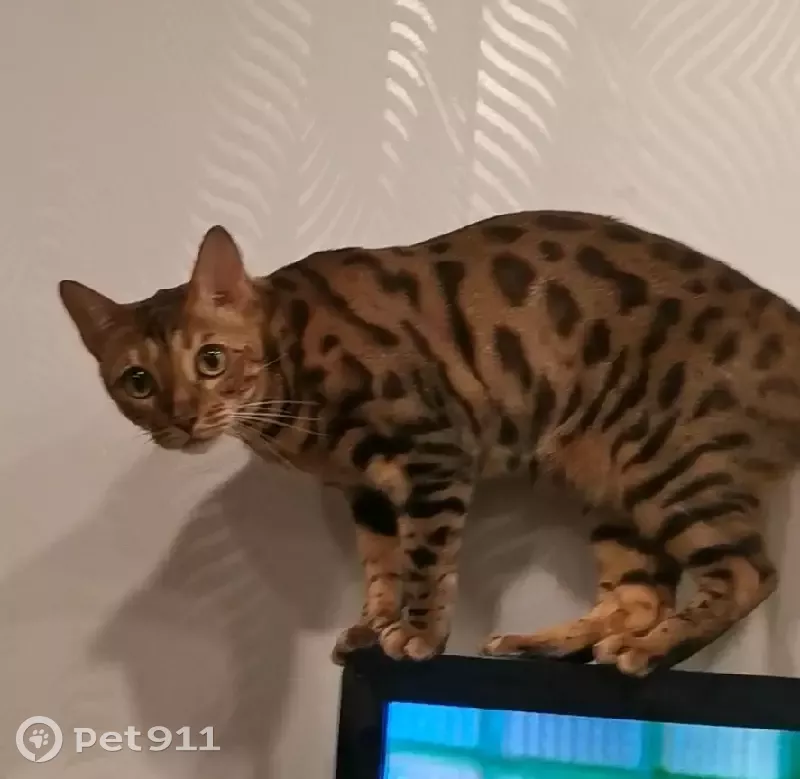 Пропала бенгальская кошка Бусинка на Каширском шоссе - photo