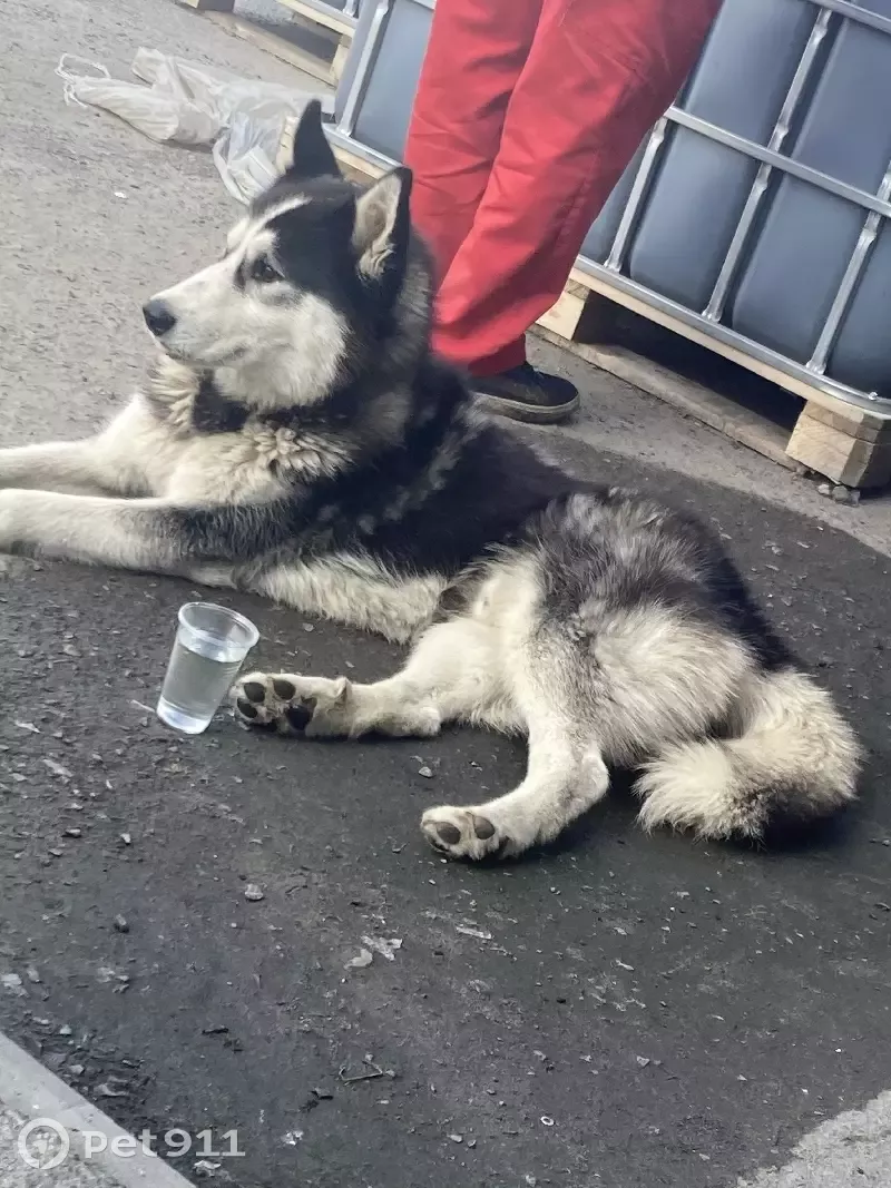 Найдена собака возле автосалона Тойота-Лексус, Волгоград. | Pet911.ru