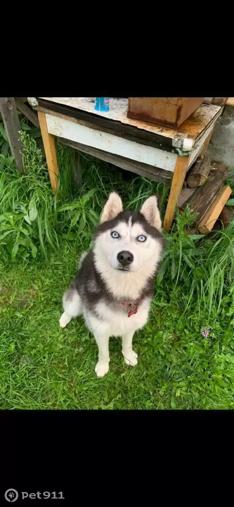 Пропала собака Хаски на ЦКАД, Петровское | Pet911.ru