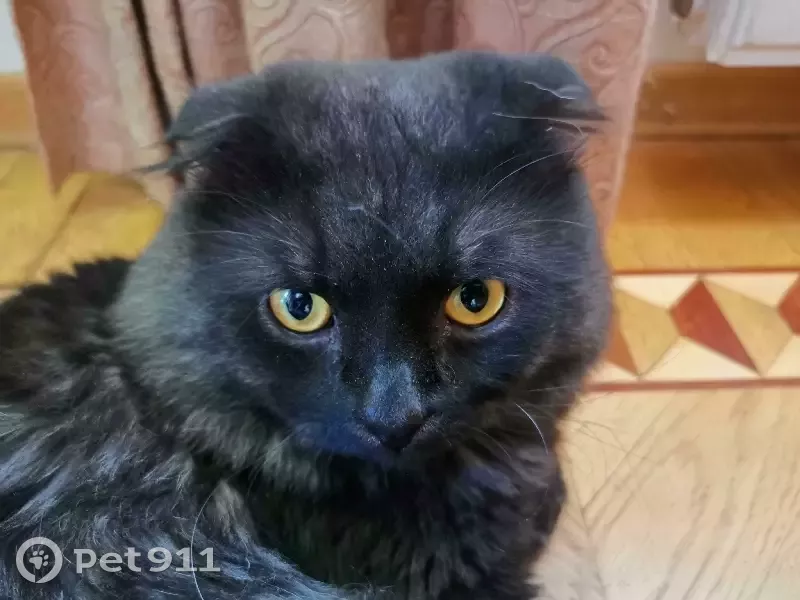 Найдена шотландская вислоухая кошка в Московском поселении | Pet911.ru