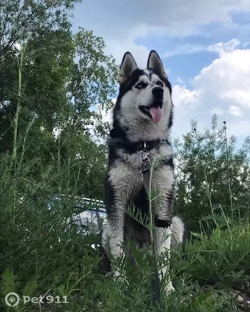 Пропала собака Гром в Томской области - photo
