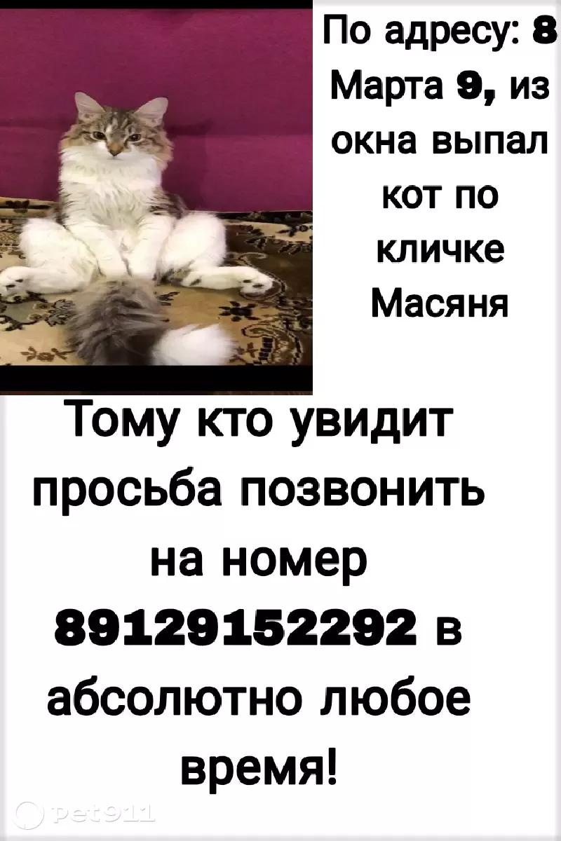 Пропала кошка Масяня, улица 8 Марта 9, Ноябрьск | Pet911.ru