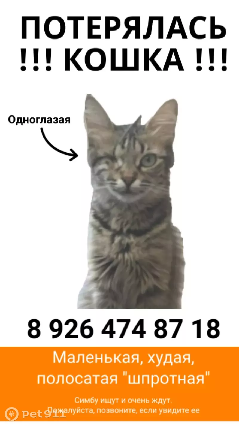 Пропала кошка на Филёвской улице, 45 к2, Москва | Pet911.ru