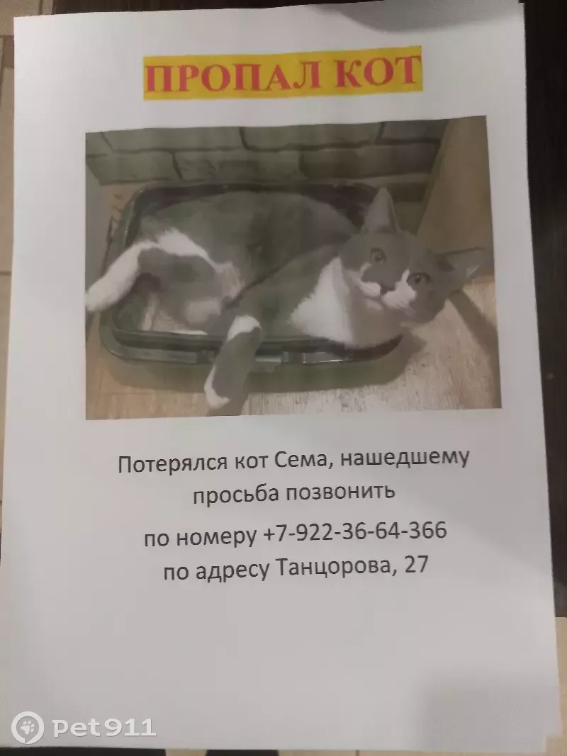 Пропавший кот сема ответы. Кот в Пермском крае.