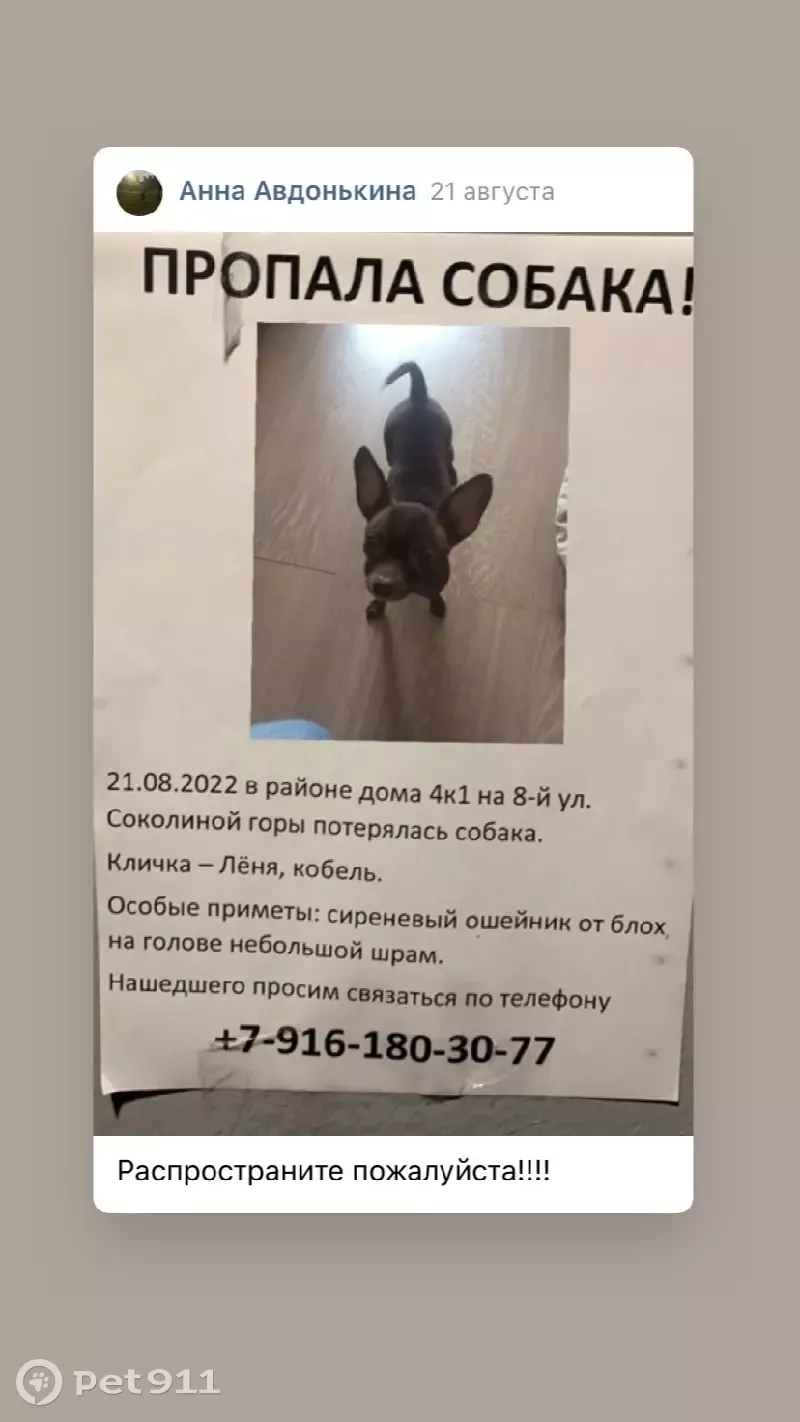 Пропала собака Лёня на 8-й улице Соколиной Горы, Москва | Pet911.ru