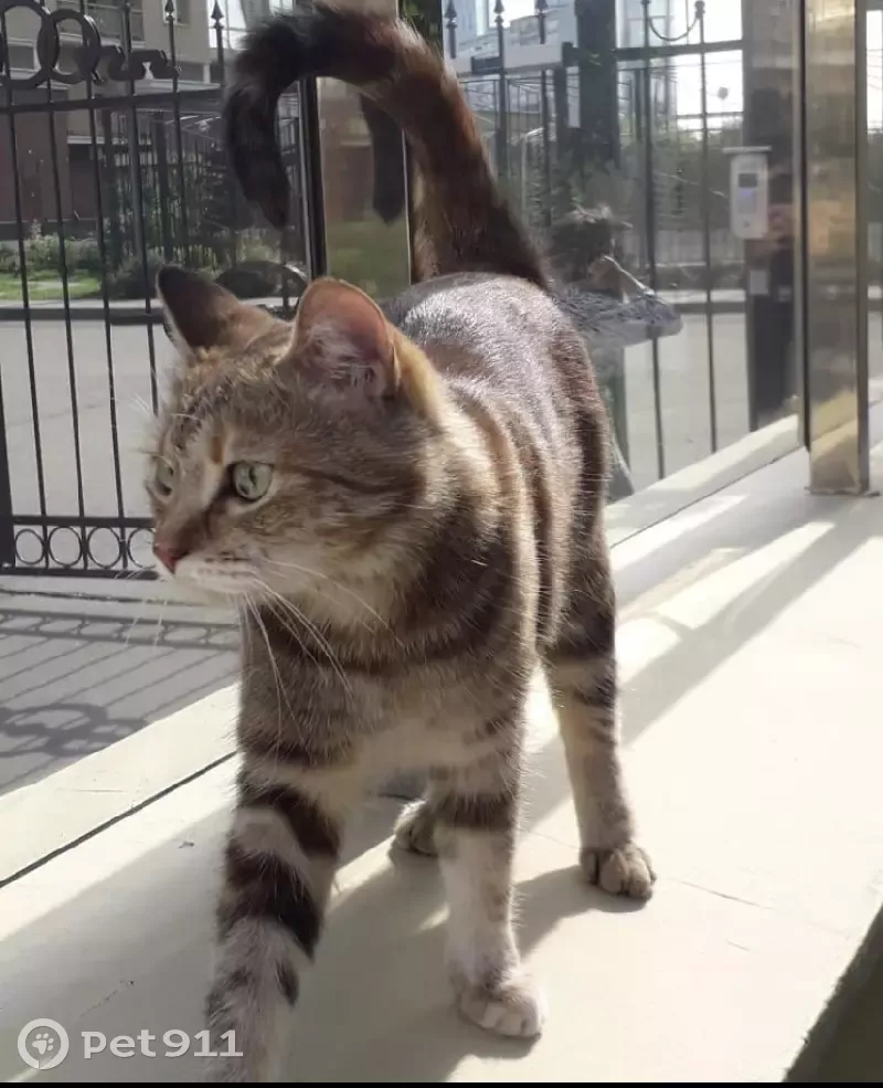 Пропала трехцветная кошка, Мосфильмовская ул. 88 к4 с1, Москва - photo