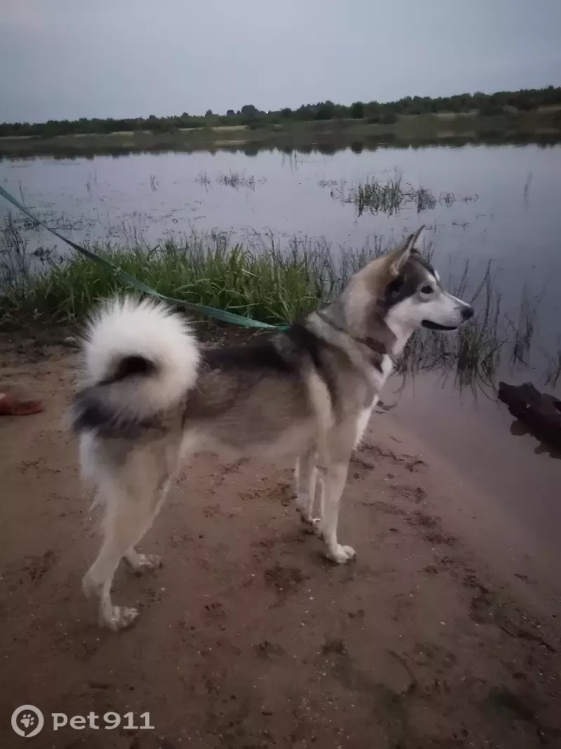 Найдена ласковая Лайка в д. Лашино, Рузский район | Pet911.ru