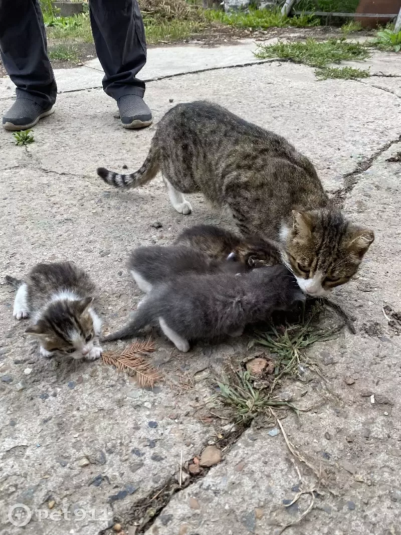 Найдена трёхцветная кошка с котятами в Копыловском сельском поселении |  Pet911.ru