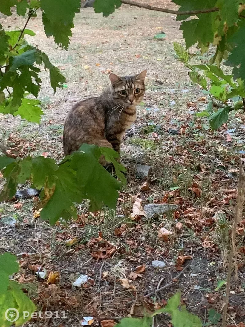 Пропала кошка на ул. Фучика в Екатеринбурге | Pet911.ru