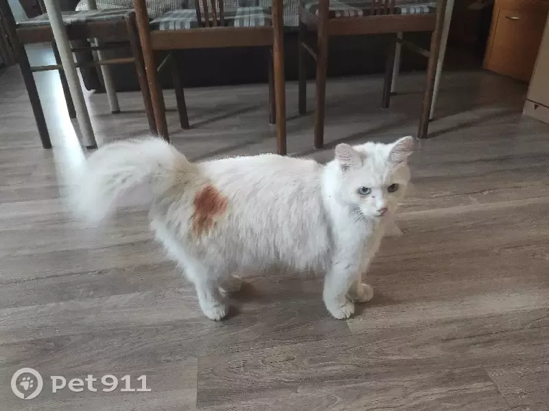 Найден белый кот с сломанным хвостом, адрес: 14 к1, пос. Московский |  Pet911.ru