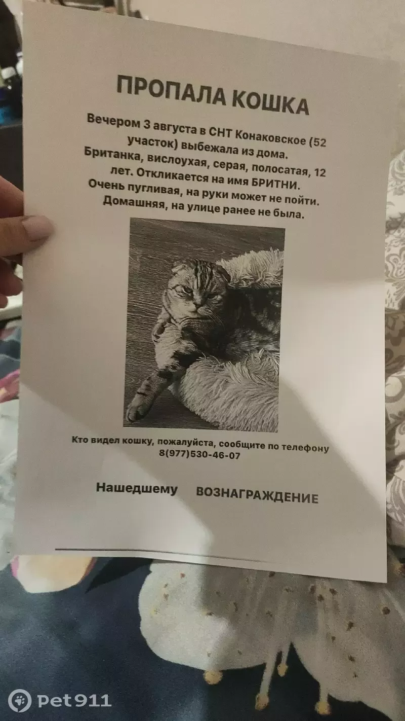 Пропала кошка в Тверской области, вознаграждение 10000 рублей. | Pet911.ru