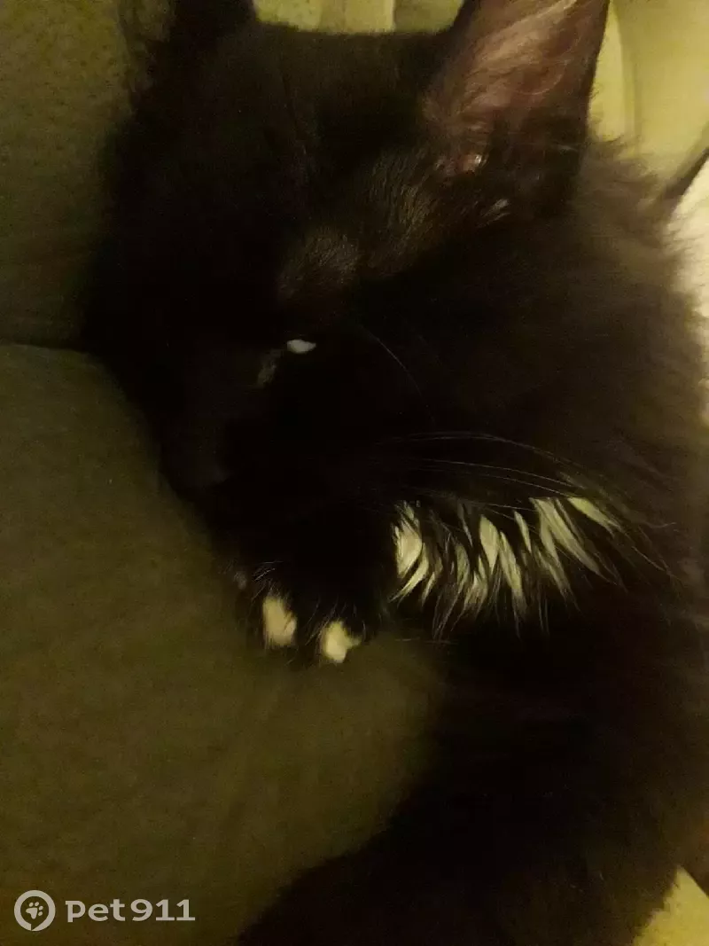 Пропала кошка Миша на Москворецкой улице. - photo