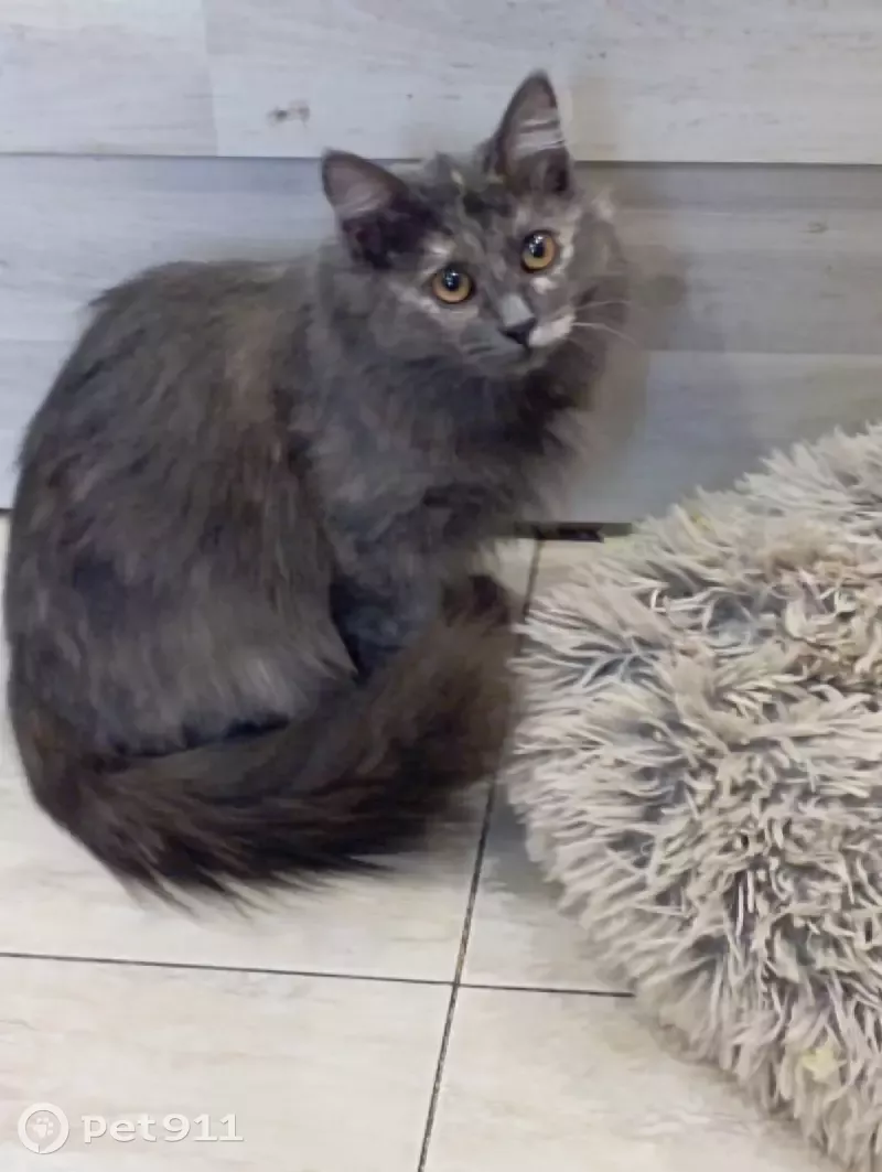 Пропала кошка на Весенней улице, д.8, Москва - photo