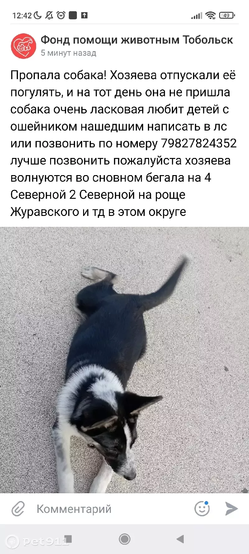 Пропала собака в Тобольске, мкр 4 северная роща Журавского | Pet911.ru