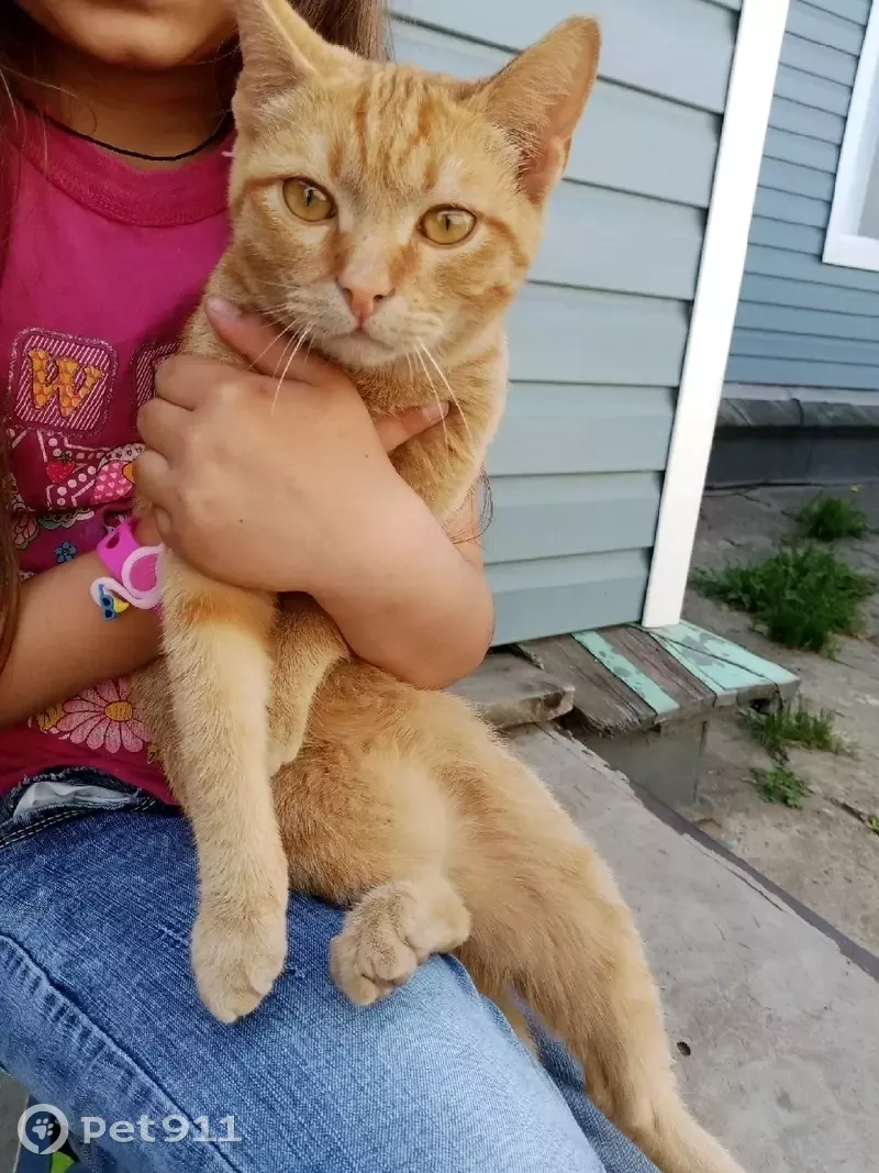 Пропала кошка Мурзик, ул. Непроезжая, 47, Новоалтайск - photo