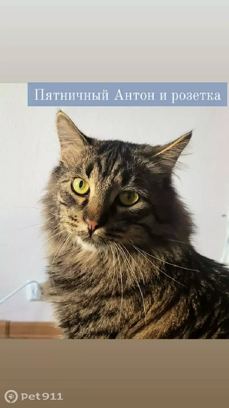 Пропала кошка Антон, адрес: Арсенальная 4, Новое Девяткино. | Pet911.ru