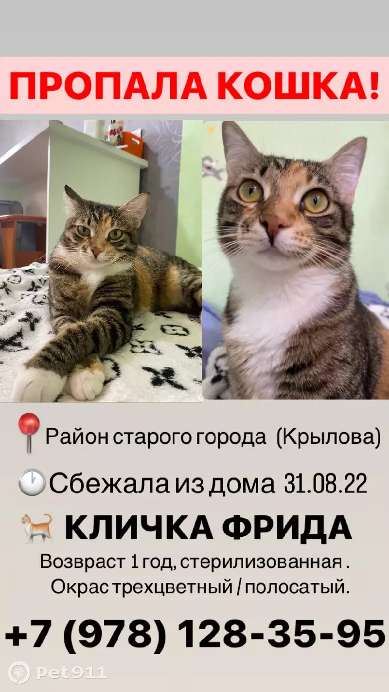 Пропала кошка на ул. Крылова, Симферополь | Pet911.ru