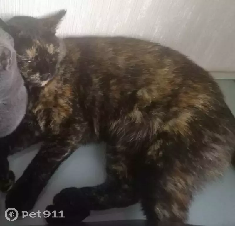 Пропала кошка на Вильнюсской ул. 8к2, Москва - photo