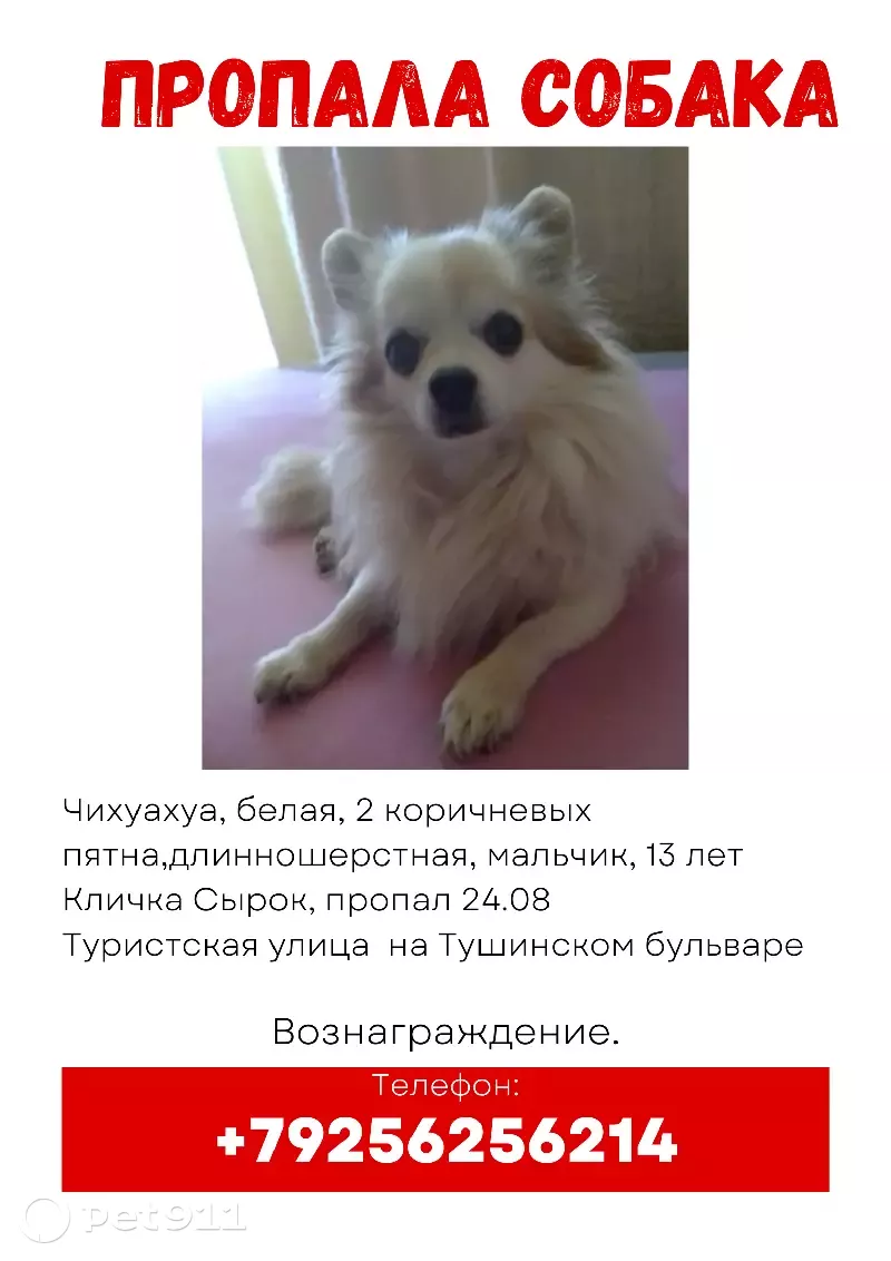 Пропала собака на Туристской улице в Москве | Pet911.ru