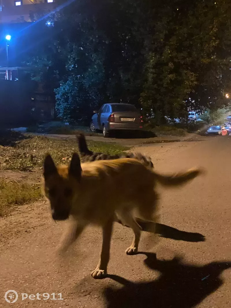 Собака Дворняга ищет дом на улице Лыткина, 9/1, Иркутск. | Pet911.ru