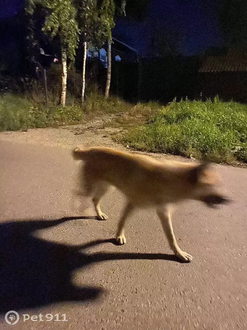 Собака Дворняга ищет дом на улице Лыткина, 9/1, Иркутск. | Pet911.ru