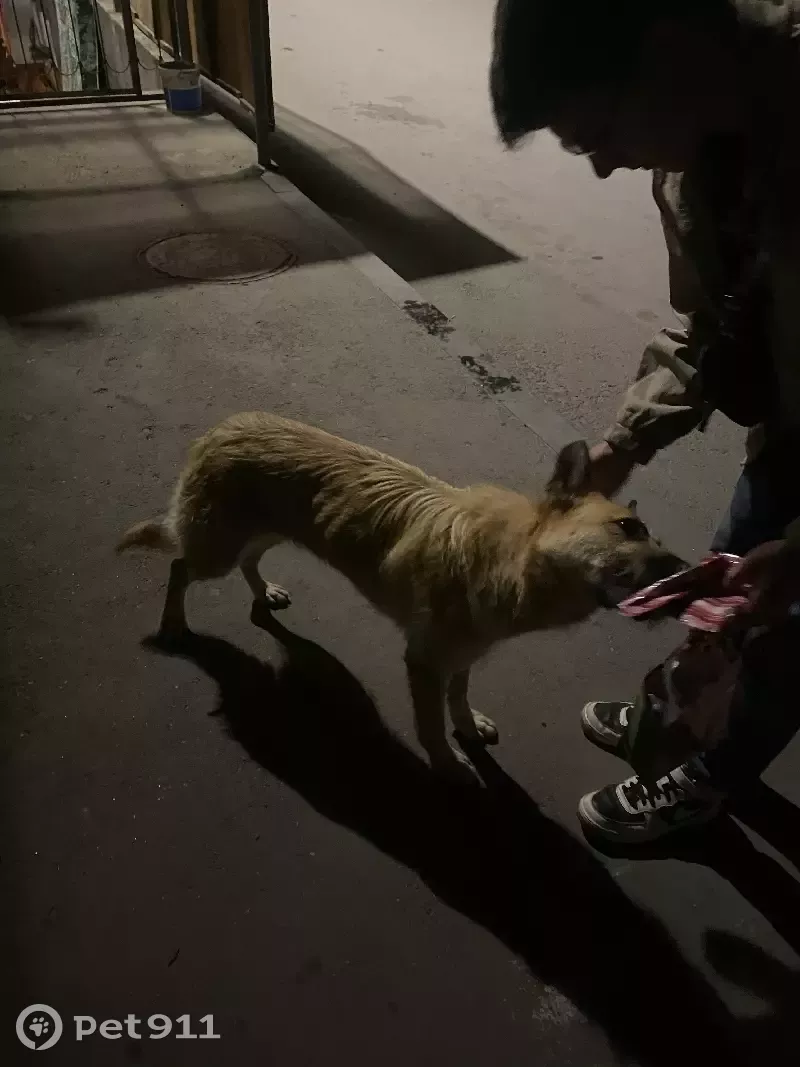 Собака Дворняга ищет дом на улице Лыткина, 9/1, Иркутск. | Pet911.ru