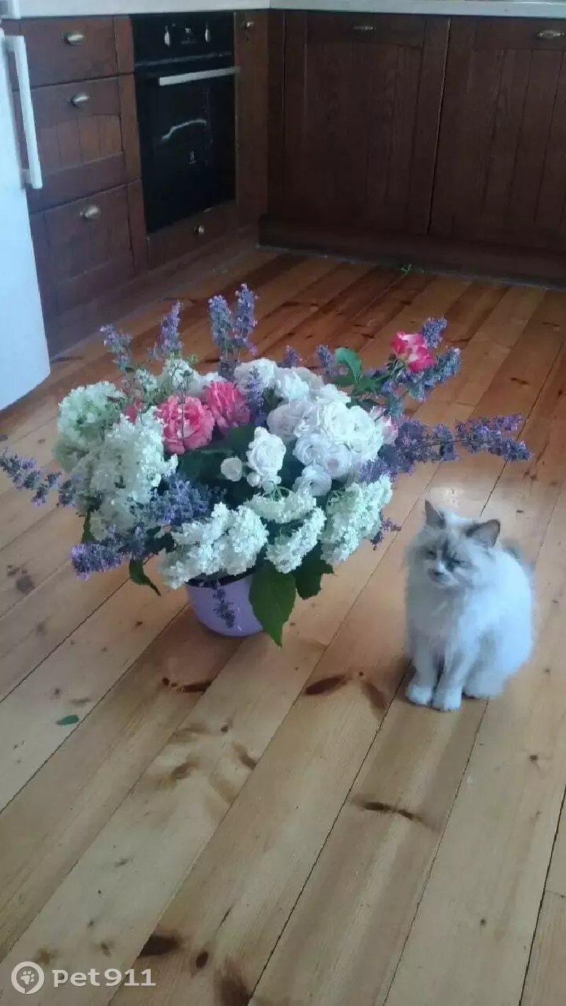 Пропала кошка в Ямм, Псковская обл. - Сметана, тел. 89213656603 - photo