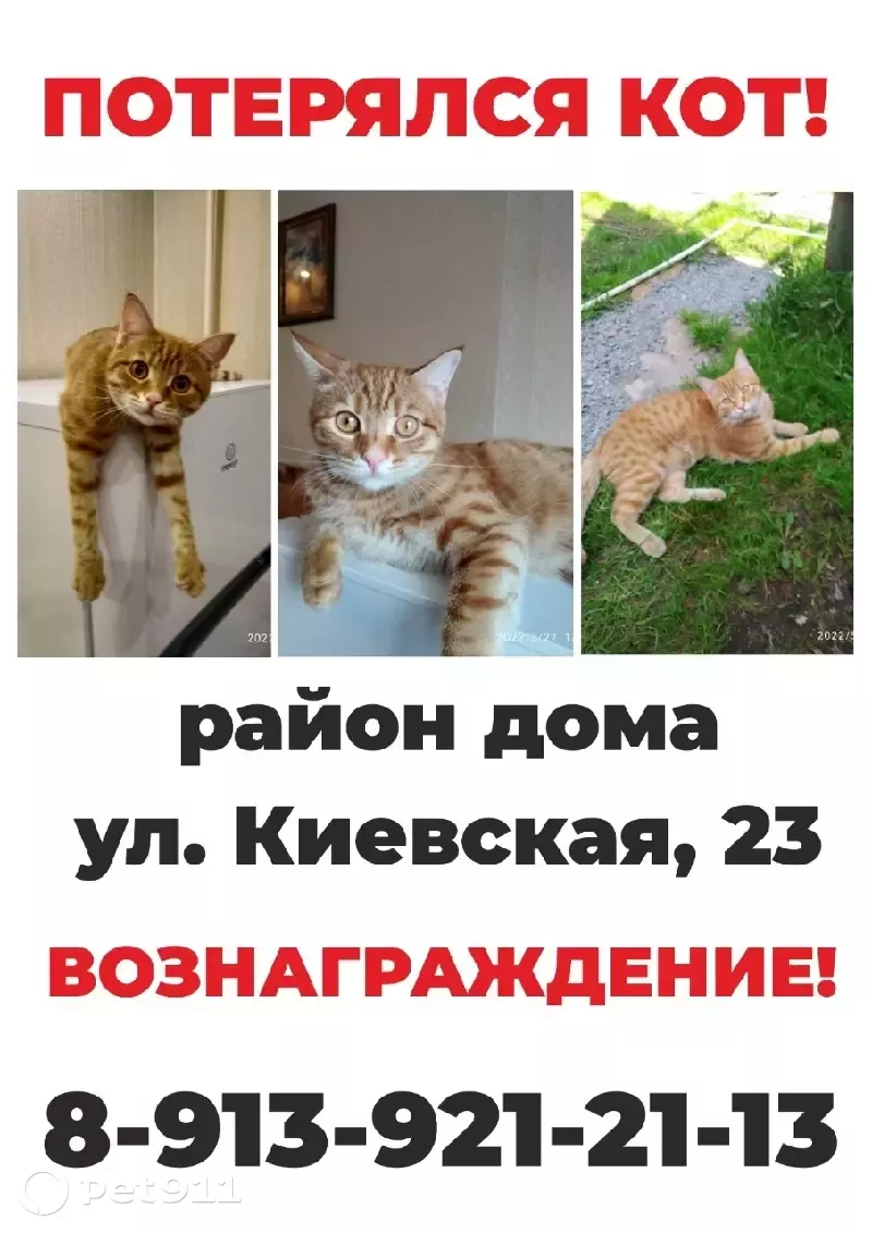 Пропала кошка на Киевской, 23 в Новосибирске. | Pet911.ru