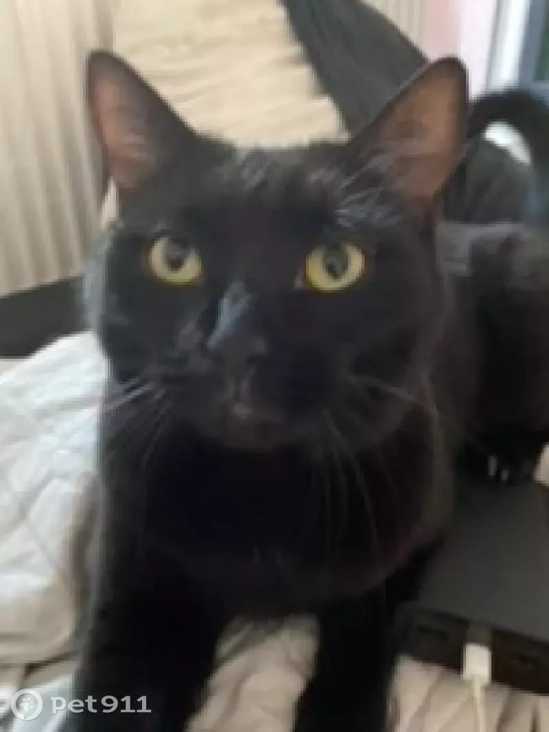 Пропала кошка на Арцеуловской аллее, Санкт-Петербург - photo