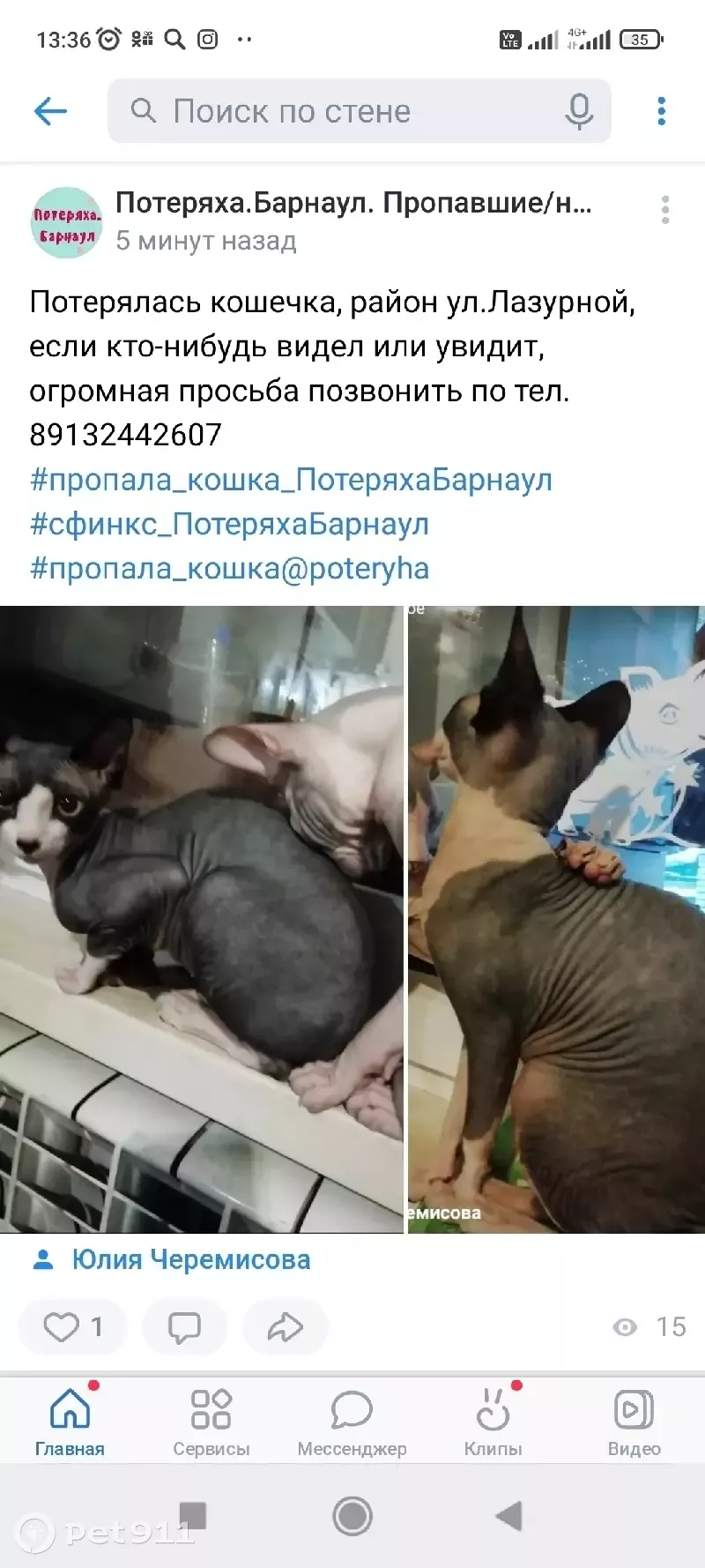 Пропала кошка Мася, Сфинкс, район Южный проезд, Барнаул. | Pet911.ru