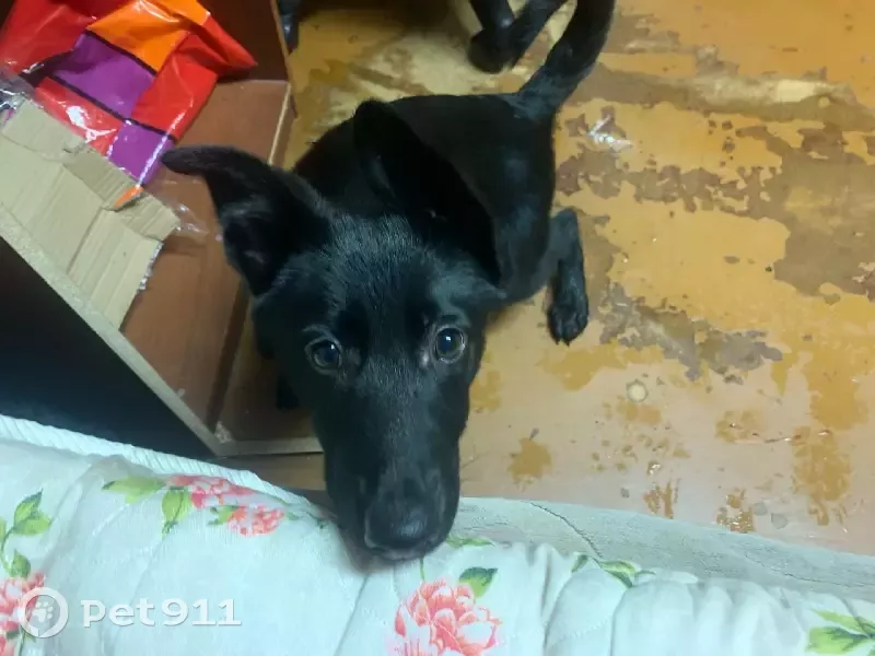 Найдена собака девочка в Лесозаводе, Республика Коми - photo