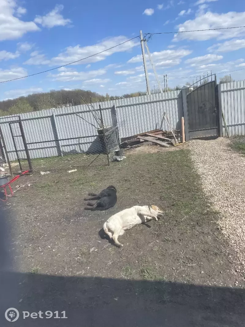 Пропали собаки в д. Самохваловки, Яснополянское сельское поселение, Тульская область