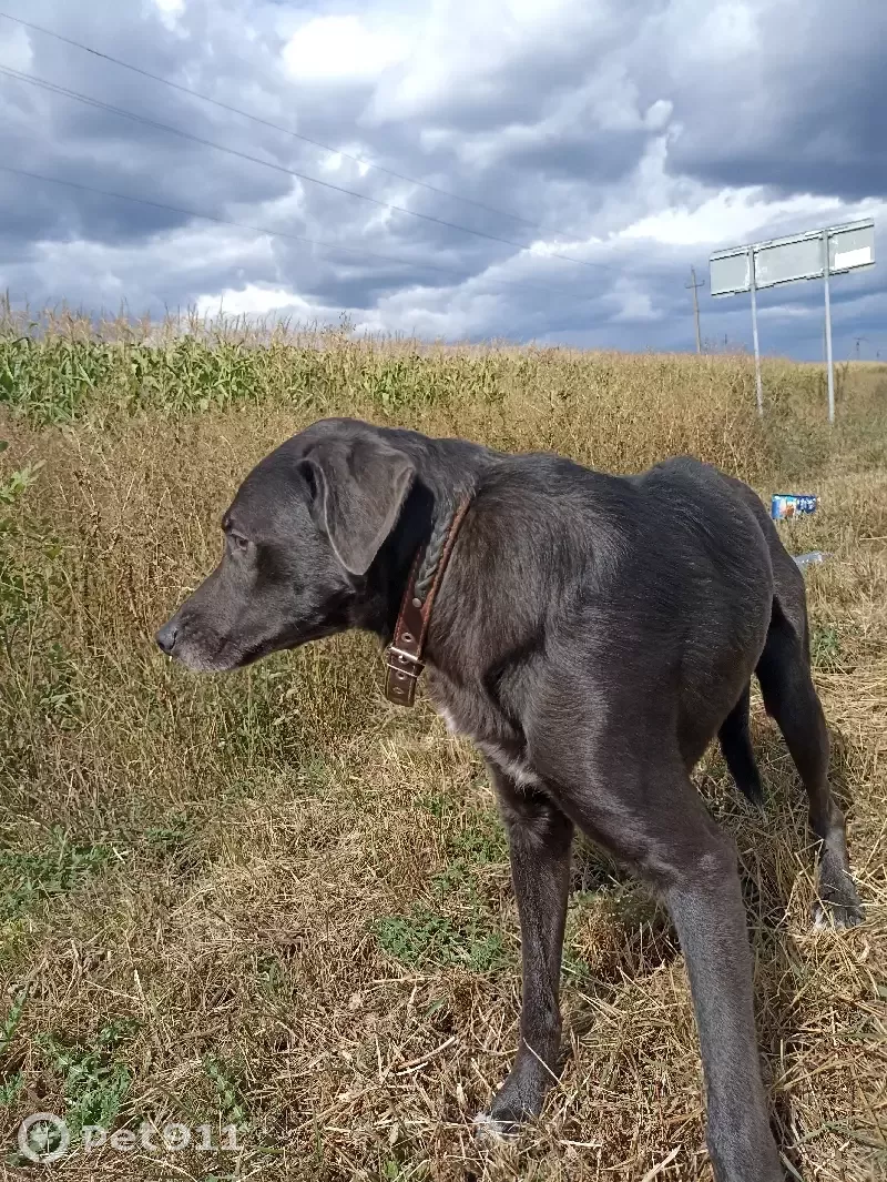 Собака выброшена на трассе, адрес - Роговка, Лебяженский сельсовет. |  Pet911.ru