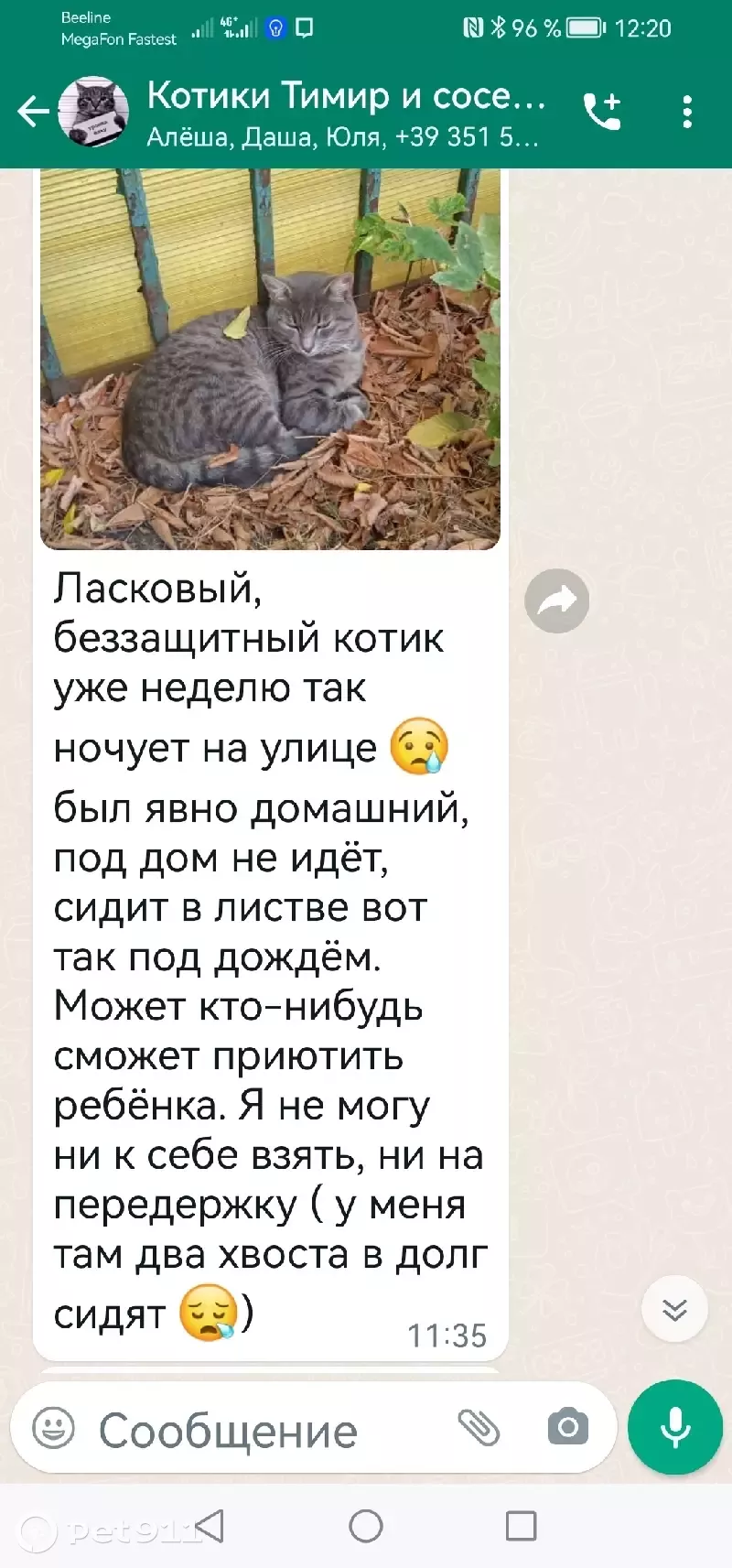 Найдена кошка в Тимирязевском р-не, контакты нашедшего | Pet911.ru