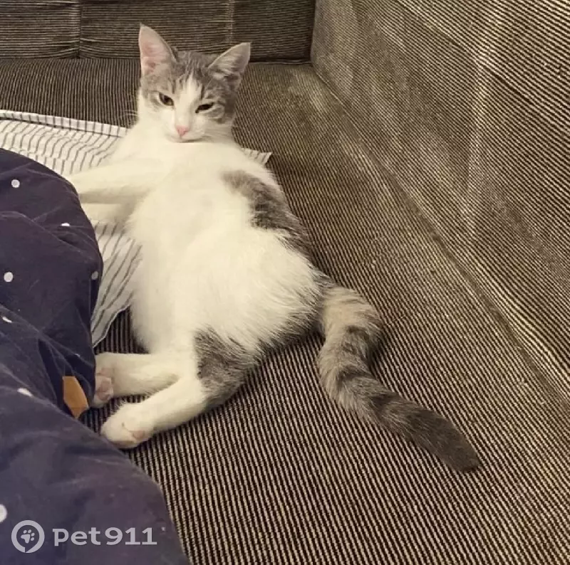 Пропала кошка на улице Курчатова, 17 в Казани - photo