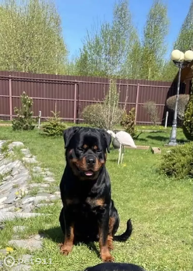 Пропал ротвейлер Пеле, вознаграждение 50 т.р, г. Высоковск, ул. Покровка 20 - photo