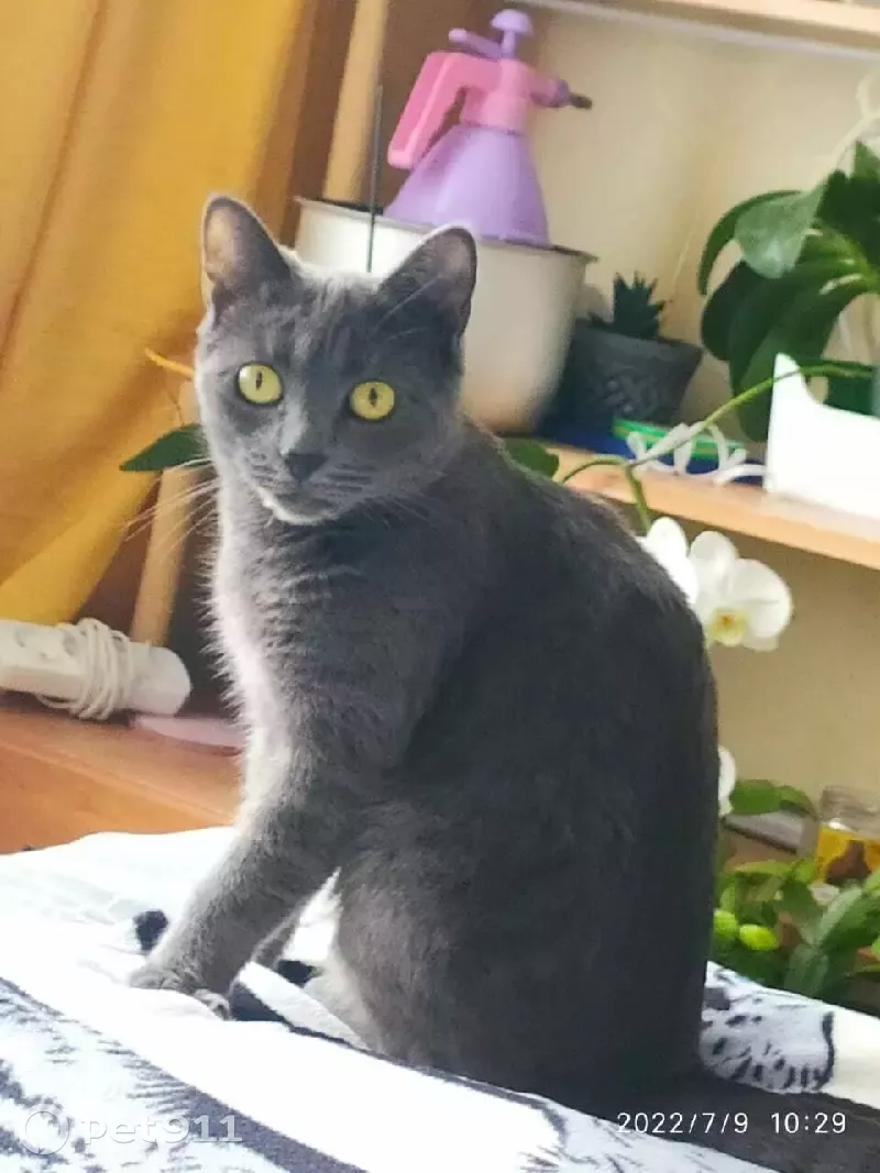 Пропала кошка в Усть-Лужском поселении - photo