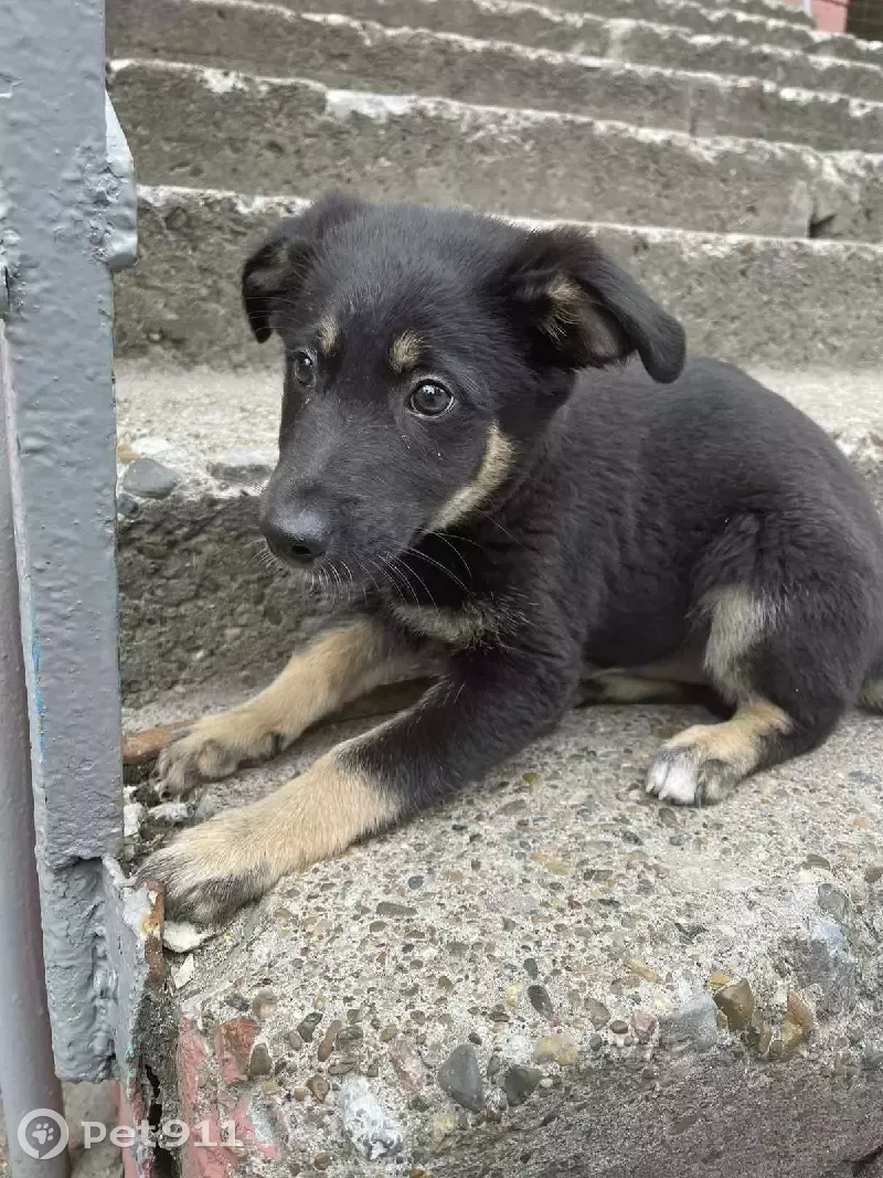 Найдена собака на ул. Толстого, 5 в Пензе | Pet911.ru