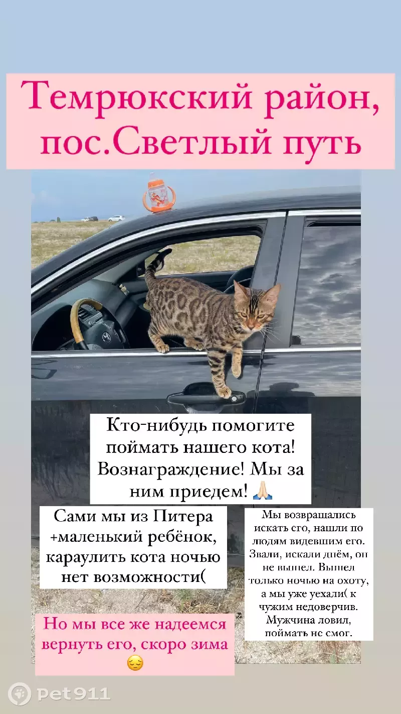 Пропал кот Бенгальской породы на улице Октябрьской | Pet911.ru