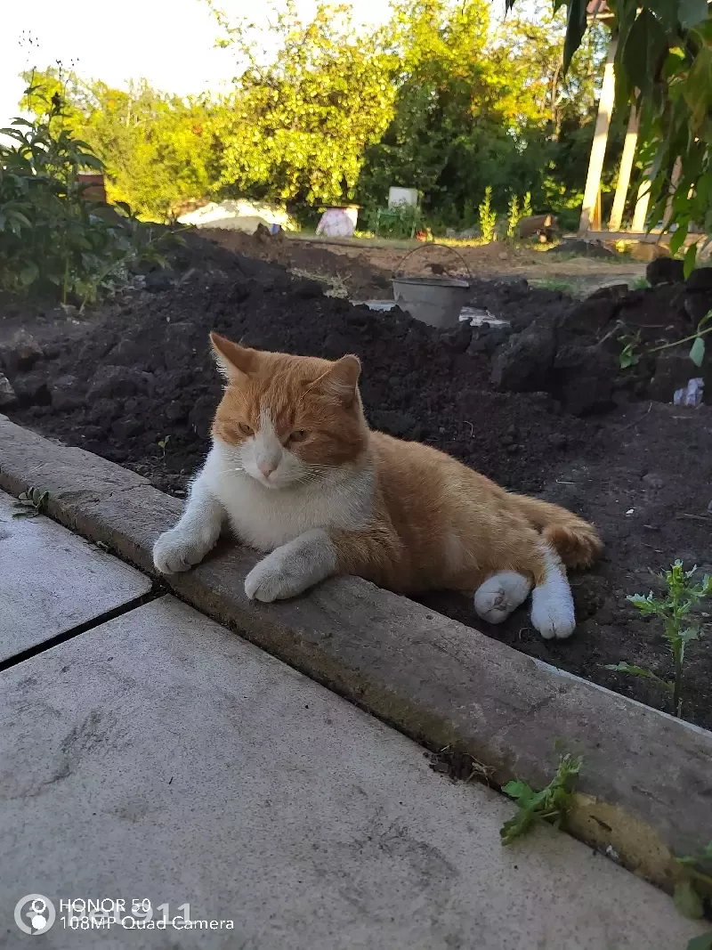 Пропал кот в Засвияжском районе Ульяновска.