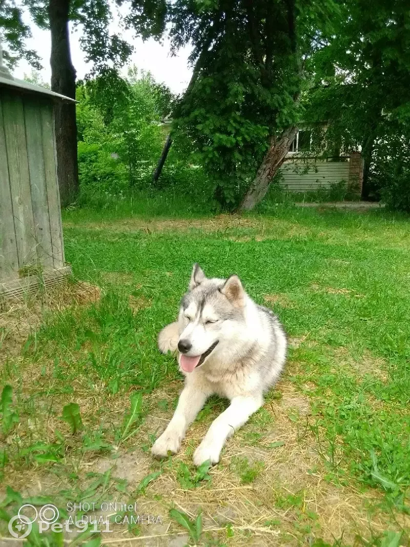 Собаки нижегородская