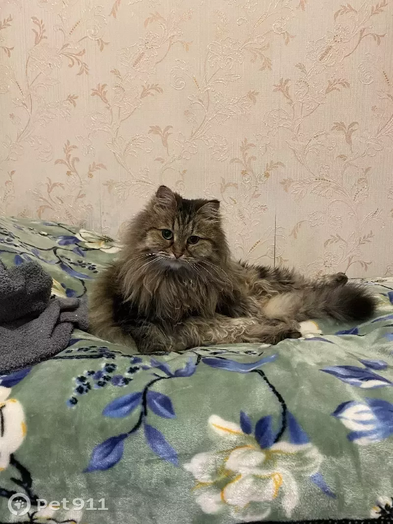 Пропала кошка на улице Амирхана Еники, 3 в Казани - photo