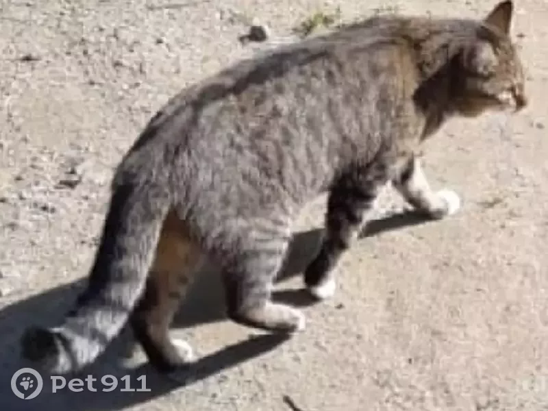 Пропала кошка Пятнашка, д.3 к.1, СПб - photo