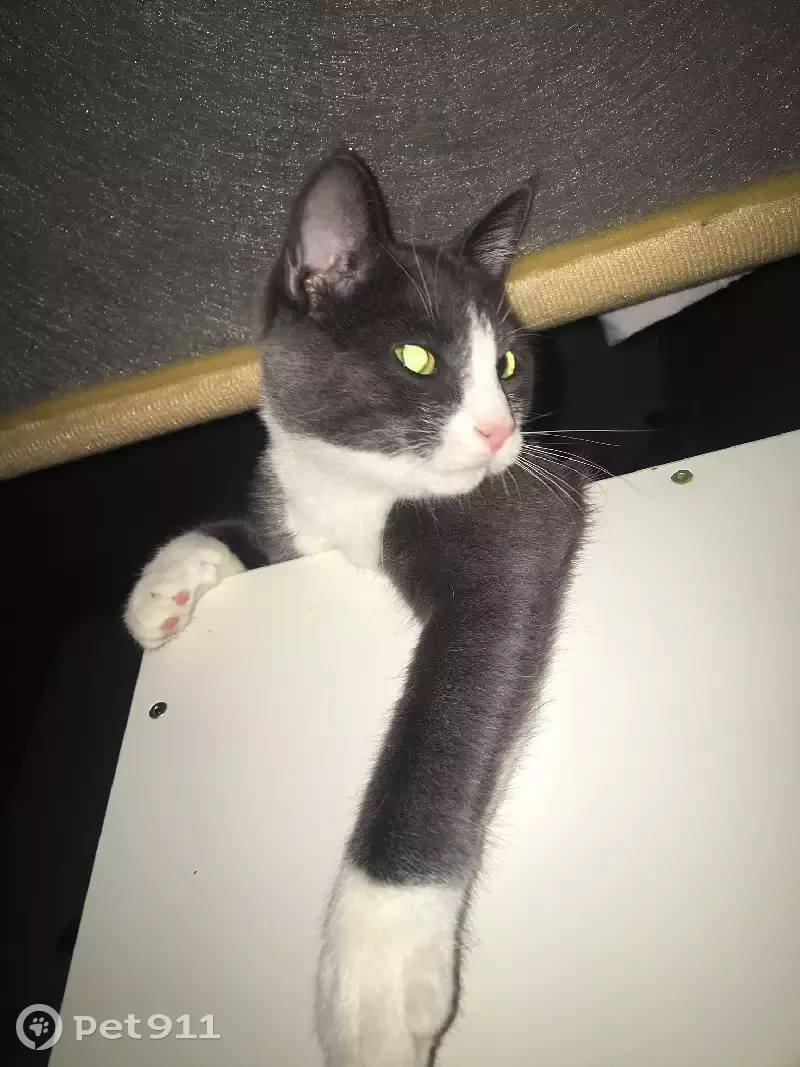 Пропала кошка Миска на улице Бадаева - photo