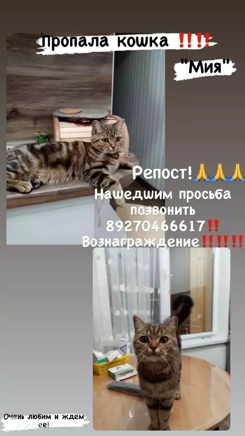 Пропала кошка МИЯ на Ежевичной 28 в Казани