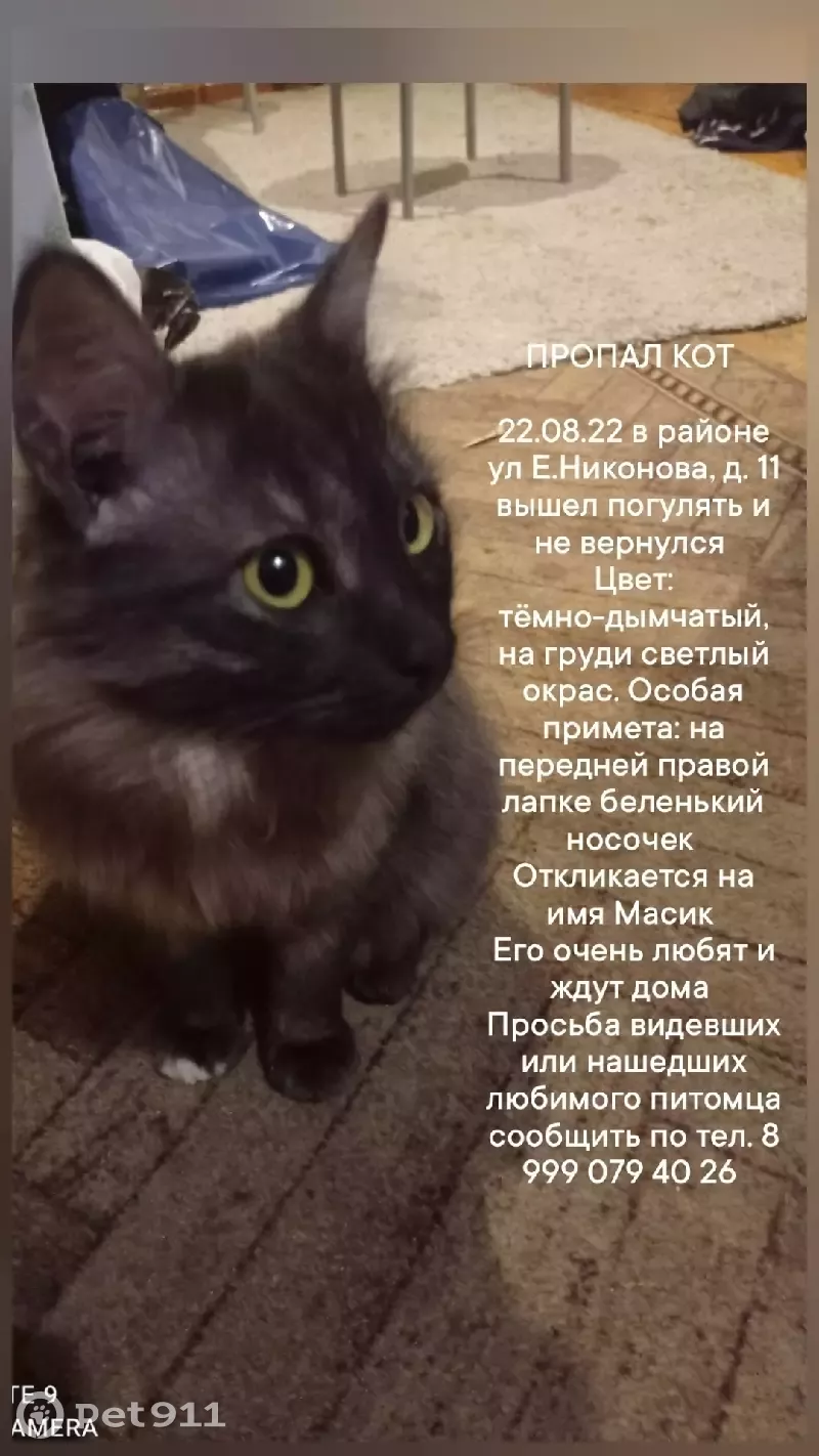 Пропала кошка на Янки Купалы, 30А в Н. Новгороде | Pet911.ru