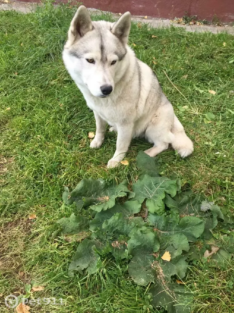 Найдена собака хаски в Звездном: ищет новый дом | Pet911.ru