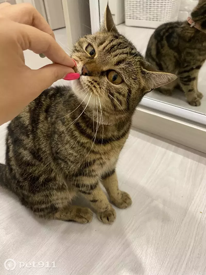 Пропала кошка Ева, Волгоградская улица 27, Казань - photo